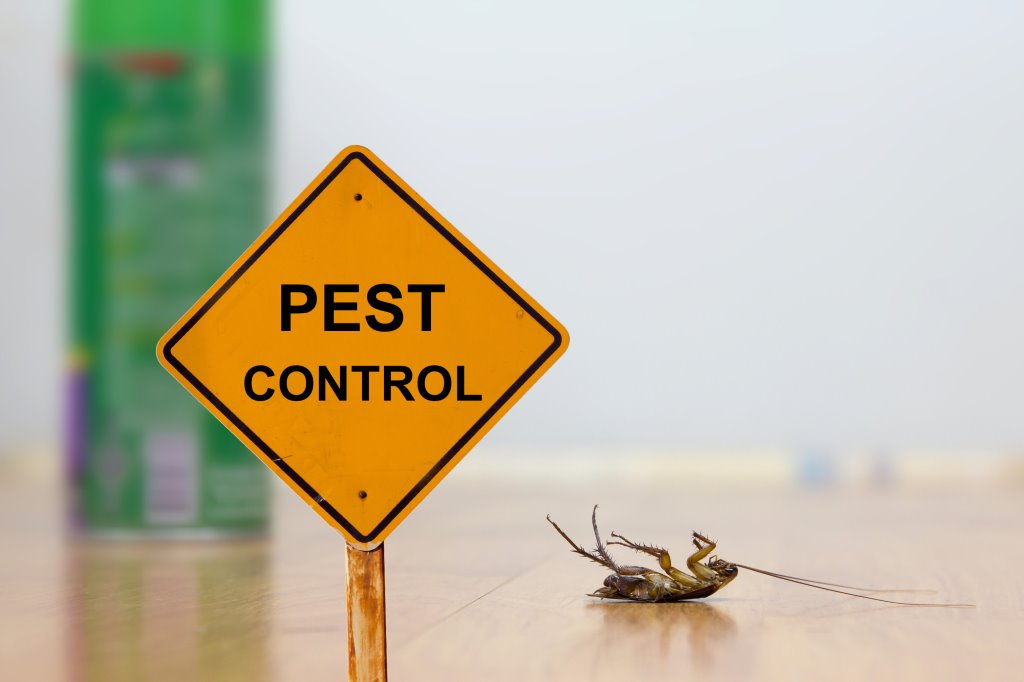Common Household Pests and How to Get Rid of Them
