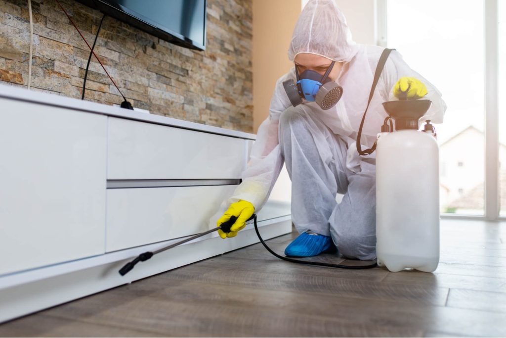 Signs Your Home Might Have a Pest Infestation